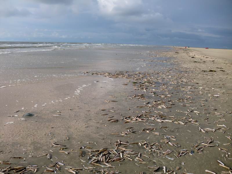 2011daenemark065.jpg